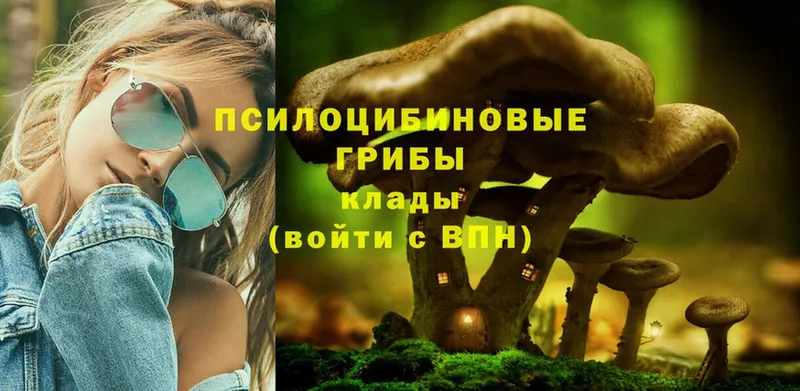 Галлюциногенные грибы Psilocybine cubensis  где купить   Кукмор 