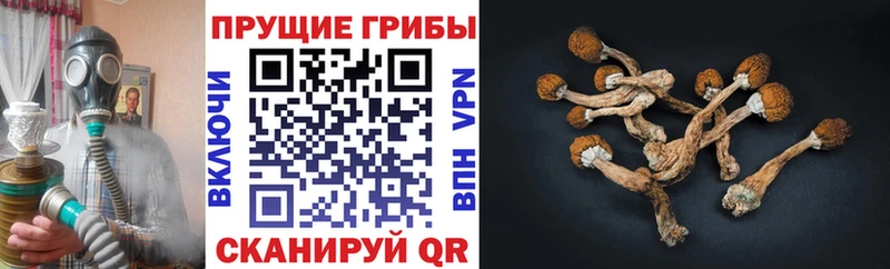 как найти закладки  Кукмор  Псилоцибиновые грибы Psilocybe 